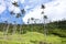 Cocora walley and wax palm