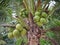 Cocos nucifera Linn or coconut with close up view