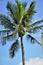 Cocos nucifera palm tree on sunny day