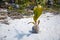 Cocos Nucifera, Young palm tree growing from coconut in Aitutaki, New Zealand