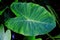 Cocoyam leaf