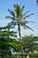 A Cocus nucifera coconut tree with green coconuts on the beach