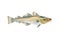 Codfish. Cod atlantic, vector illustration with details and optimized specks to be used in packaging design, decoration,