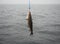 Codfish on fishing-rod