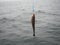 Codfish on fishing-rod