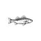 Codfish Walleye Zander or scumbidae saltwater fish