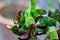 Codiaeum variegatium Blume or Croton, Variegated Laurel or Garden Croton