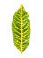 Codiaeum variegatium L. Blume leaf
