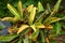 Codiaeum variegatium plants