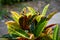 Codiaeum variegatium plants in nature garden