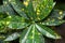 Codiaeum variegatum/ Codiaeum/ Croton/ Codiaeum gold sun or variegated indoor flower with green and yellow leaves