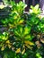 Codiaeum variegatum L. Rumph. ex A.Juss. or Variegated Croton