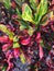 Codiaeum variegatum Mammy Croton Spiral Leaves