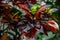 Codiaeum variegatum. An outstanding colorful, multicolor and shapes of leaves textures. Ornamental plants. close up, natural
