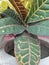 CODIAEUM VARIEGATUM - VARIEGATED CROTON