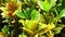Codiaeum variegatum (variegated croton, Croton)