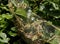 Codling moth caterpillars in silky web on an apple tree branch. Tent silkworm caterpillars in special silk tents land on tree