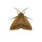 Codling moth vector