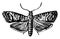 Codling Moth, vintage illustration
