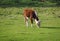 Coe Fen meadowland cattle in Cambridge