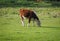 Coe Fen meadowland cattle in Cambridge