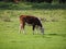 Coe Fen meadowland cattle in Cambridge