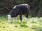 Coe Fen meadowland cattle in Cambridge