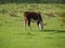 Coe Fen meadowland cattle in Cambridge