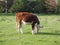 Coe Fen meadowland cattle in Cambridge