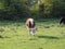 Coe Fen meadowland cattle in Cambridge