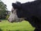 Coe Fen meadowland cattle in Cambridge