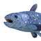 Coelacanth Latimeria Fish Head