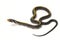 Coelognathus flavolineatus, the black copper rat snake or yellow striped snake,