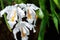 Coelogyne cristata Crested Coelogyne white orchid flowers, Eastern Himalayan orchid