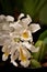 Coelogyne cristata orchid flower in the yard