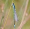 Coenagrion puella