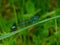 Coenagrion puella, Azure damselfly