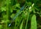 Coenagrion puella, Azure damselfly