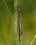 Coenagrion pulchellum, variable damselfly