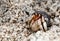 Coenobita rugosus, also called Hermit Crab, peeping from shell, to observe surroundings through its antennae.