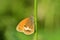 Coenonympha arcania , The pearly heath butterfly