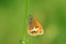 Coenonympha arcania , The pearly heath butterfly on grass