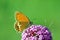 Coenonympha arcania , The pearly heath butterfly on pink flower , butterflies of Iran