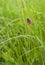 Coenonympha Butterfly hiding in dense grass