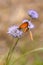 Coenonympha corinna elbana butterfly seen on sheep`s-bit blossom at butterfly sanctuary trail santuario delle farfalle, Elba