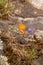Coenonympha corinna elbana butterfly seen on sheep`s-bit blossom at butterfly sanctuary trail santuario delle farfalle, Elba