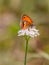 Coenonympha corinna elbana Elban Heath butterfly seen on butterfly sanctuary trail santuario delle farfalle, Elba island, Ital
