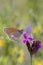Coenonympha glycerion - the chestnut heath on Carthusian pink - Dianthus carthusianorum