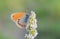 Coenonympha leander , Russian heath butterfly