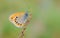 Coenonympha leander , Russian heath butterfly , butterflies of Iran